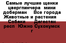 Самые лучшие щенки цвергпинчера (мини доберман) - Все города Животные и растения » Собаки   . Дагестан респ.,Южно-Сухокумск г.